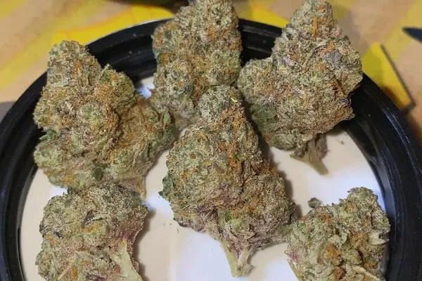 Gelato - Hybrid